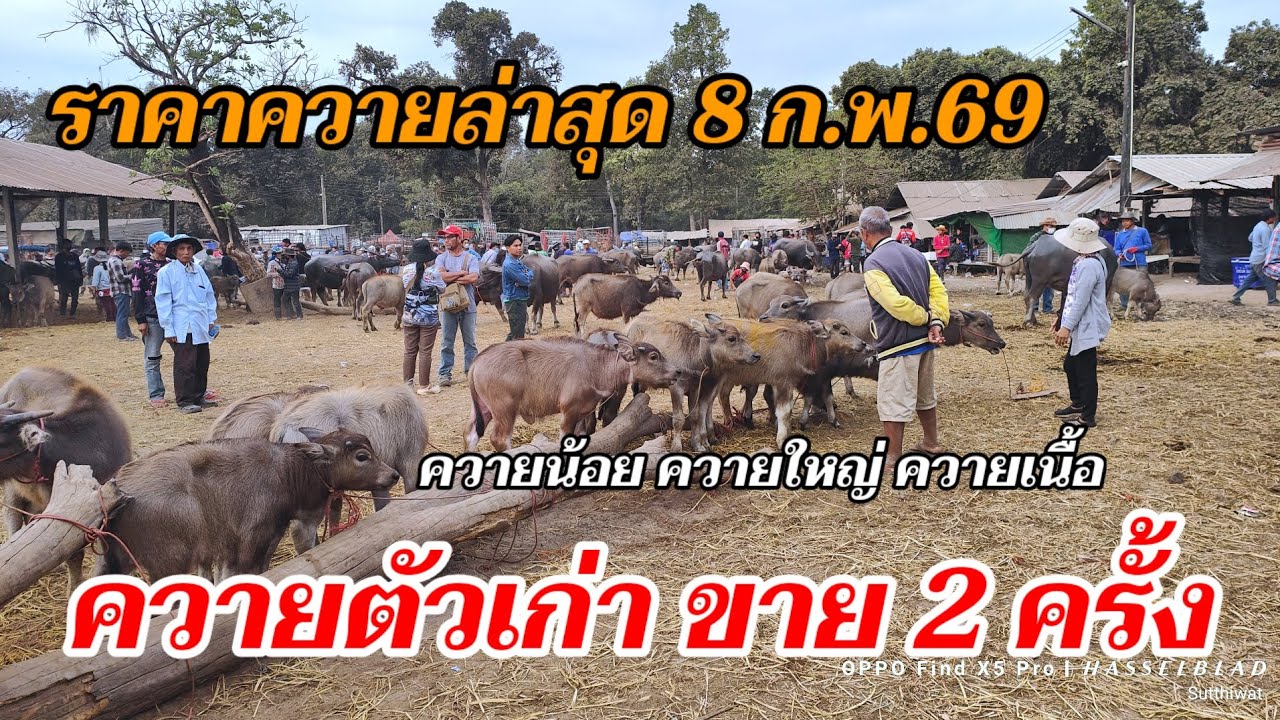 ควายตัวเก่า ขายดีๆ ราคาควายล่าสุด 8 ก.พ.69 วารินชำราบ อุบลราชธานี