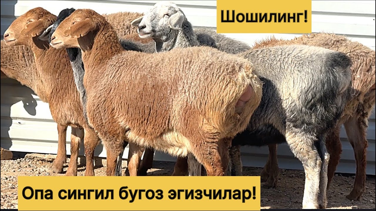 Бугоз эгизчилар! 992269699☎️ 975019699☎️
