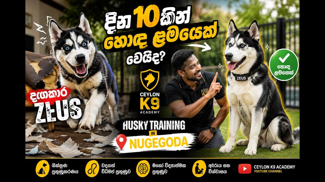 දඟකාර Zeus දින 10කින් හොඳ ළමයෙක් වෙයිද? 🐾 Husky Training in Nugegoda