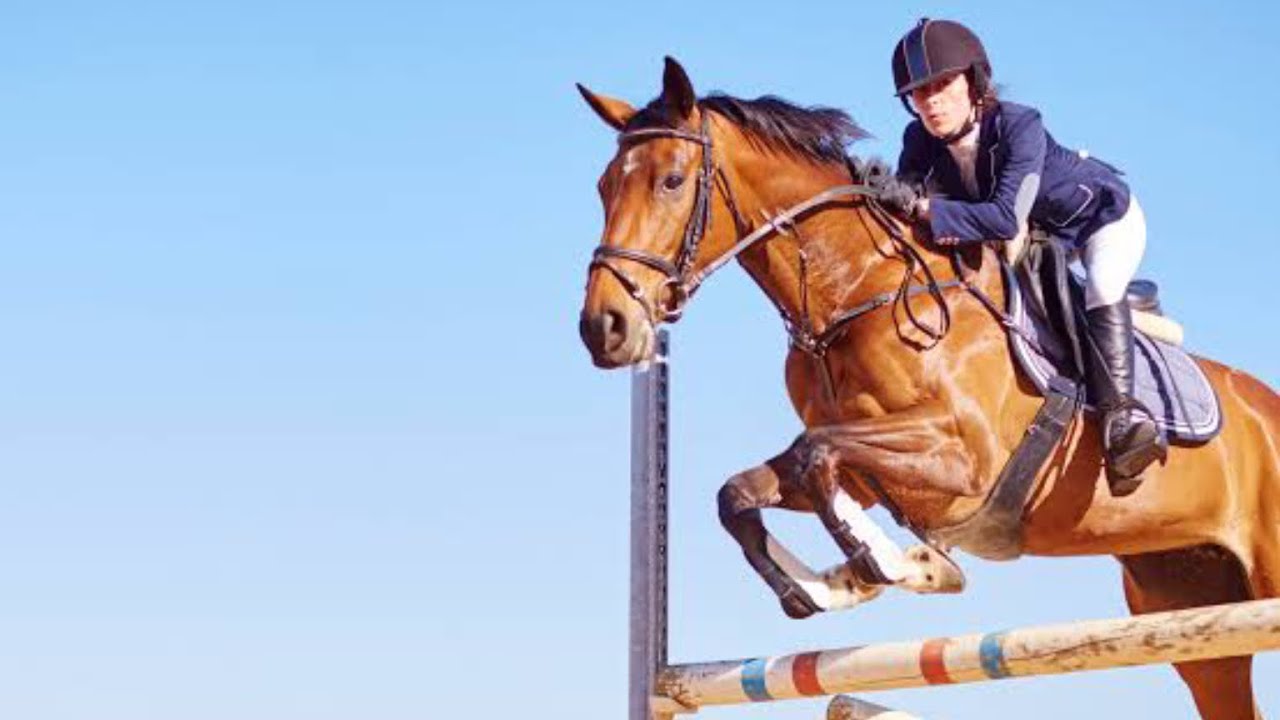 &ldquo;Trampoline&rdquo; horse music video 🐴