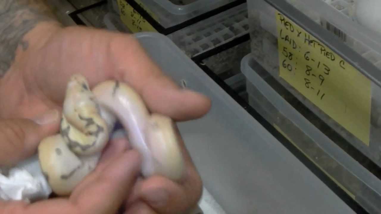 KEN MACEK REPTILES  TOPIC: THE X- TREME GENE PART:1
