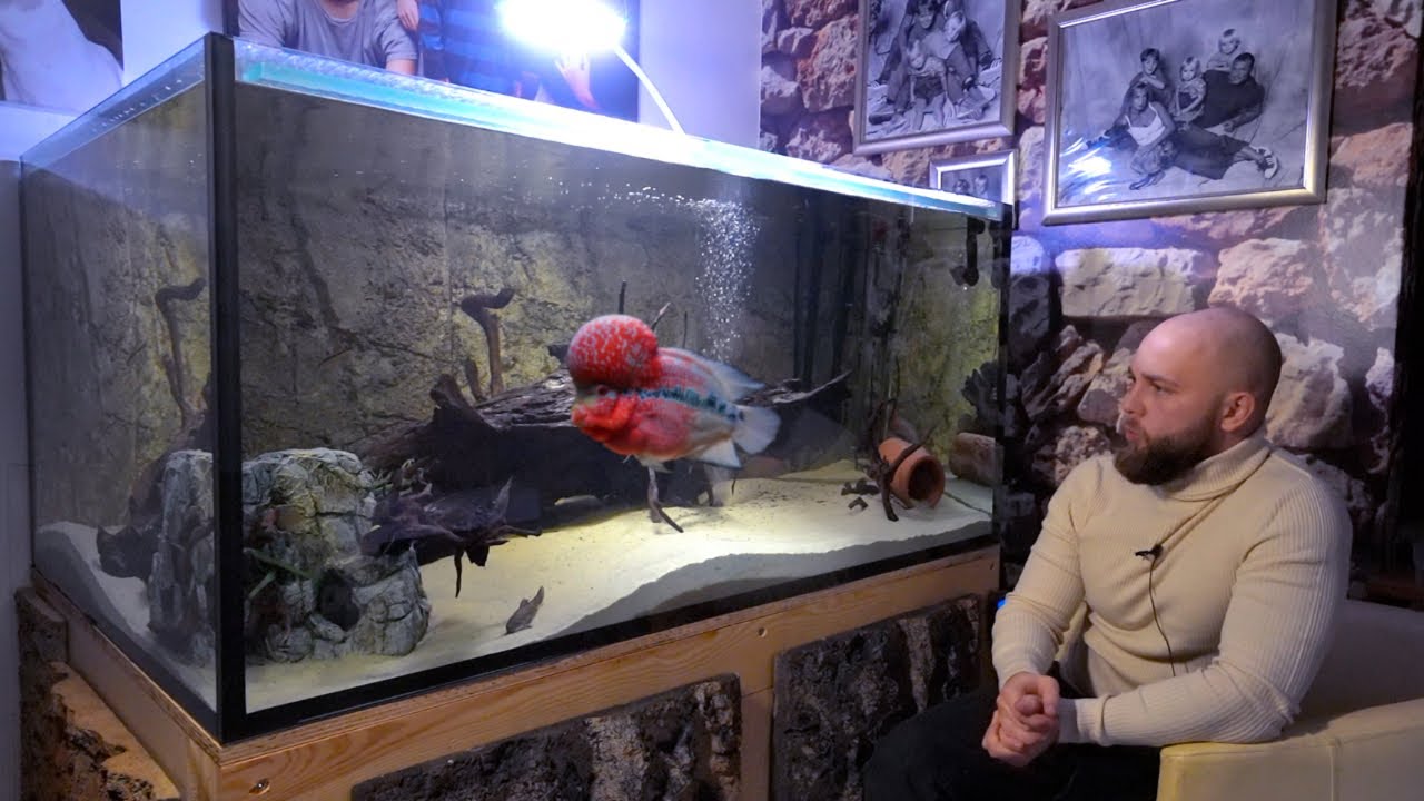 Alles rundum FLOWERHORNS | Haltung, Verhalten, Vergesellschaftung, Zucht uvm. #flowerhorn