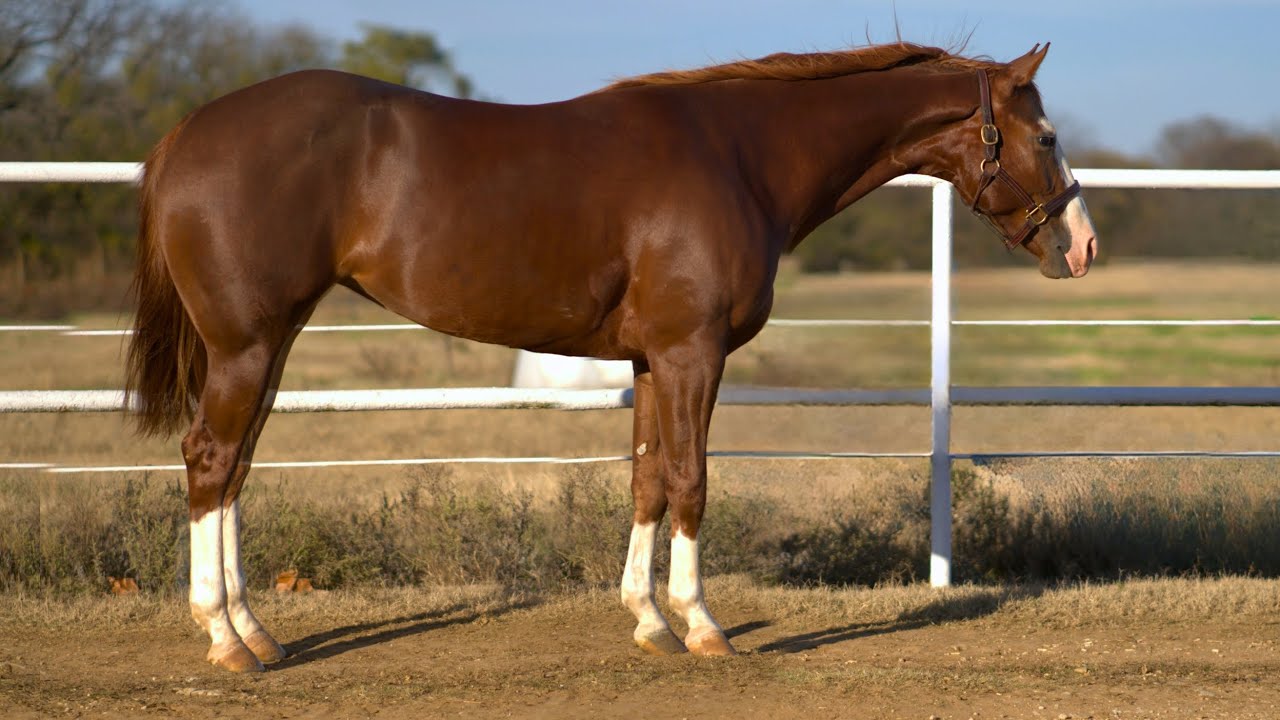 Burnin Love- 2023 Inferno 66 × Uss Nu Chic (Smart Chic Olena) 