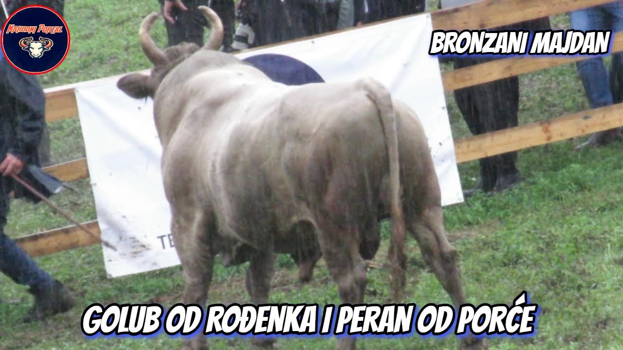 GOLUB OD ROĐENKA I PERAN OD PORĆE BRONZANI MAJDAN 2022 KORIDA