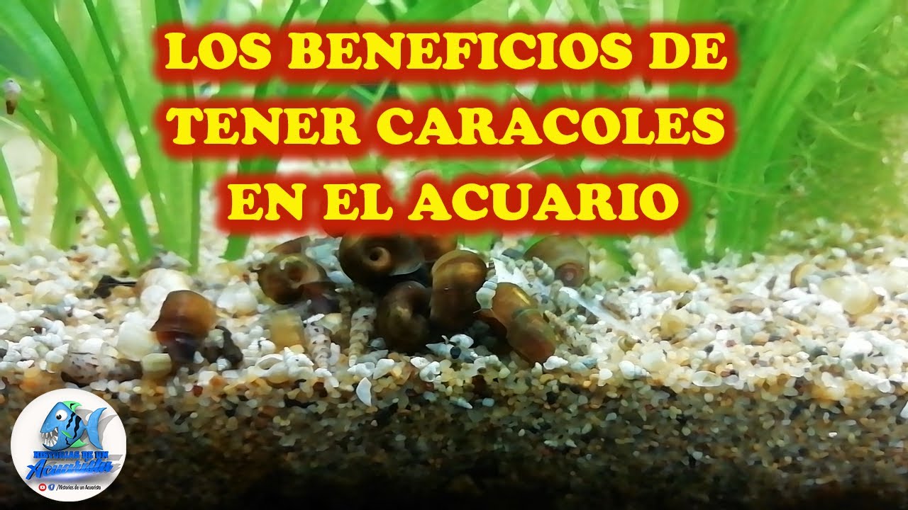 LOS BENEFICIOS DE TENER CARACOLES EN EL ACUARIO