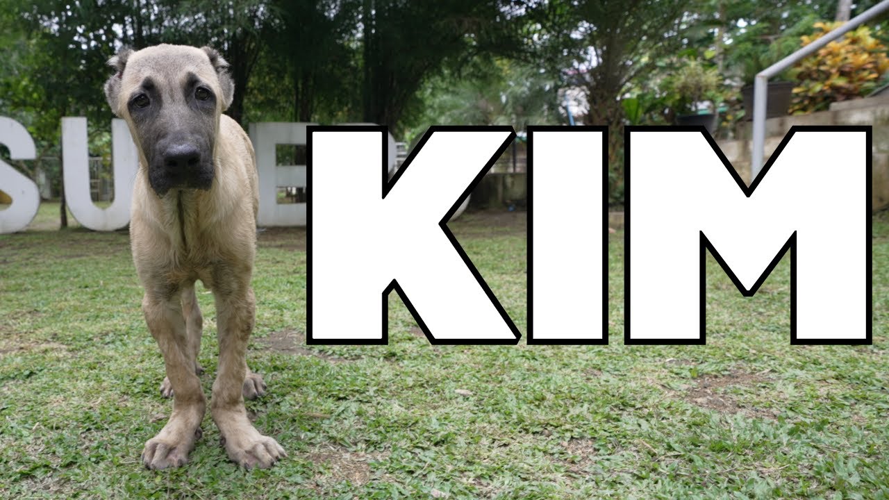 KIM | Rehabilitation Of Kangal’s Weak Pastern