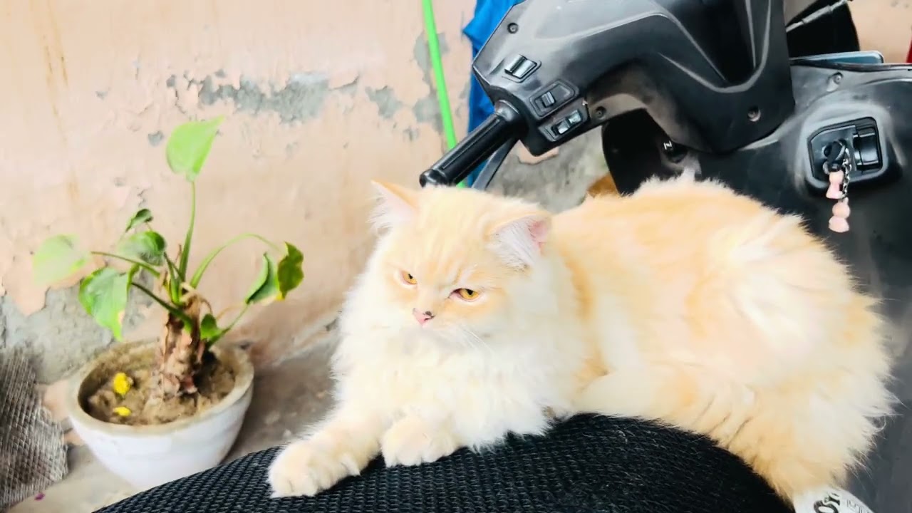 Lisa G aaj chalayengi scooty🤭😆