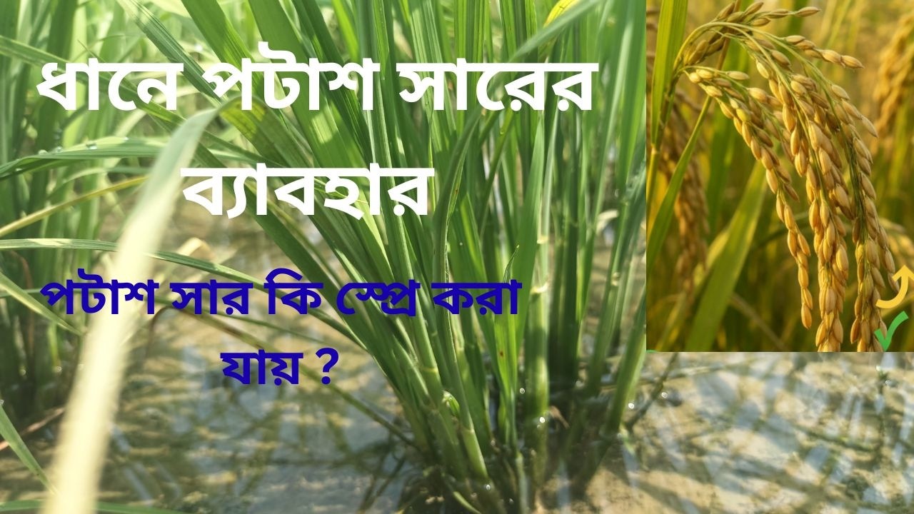 ধানে পটাশ সারের ব্যাবহার পদ্ধতি / DHANE POTASH SARER BABOHAR