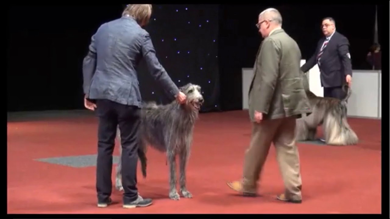 8.12.2018 Brussels dog show Group 10 Deerhound