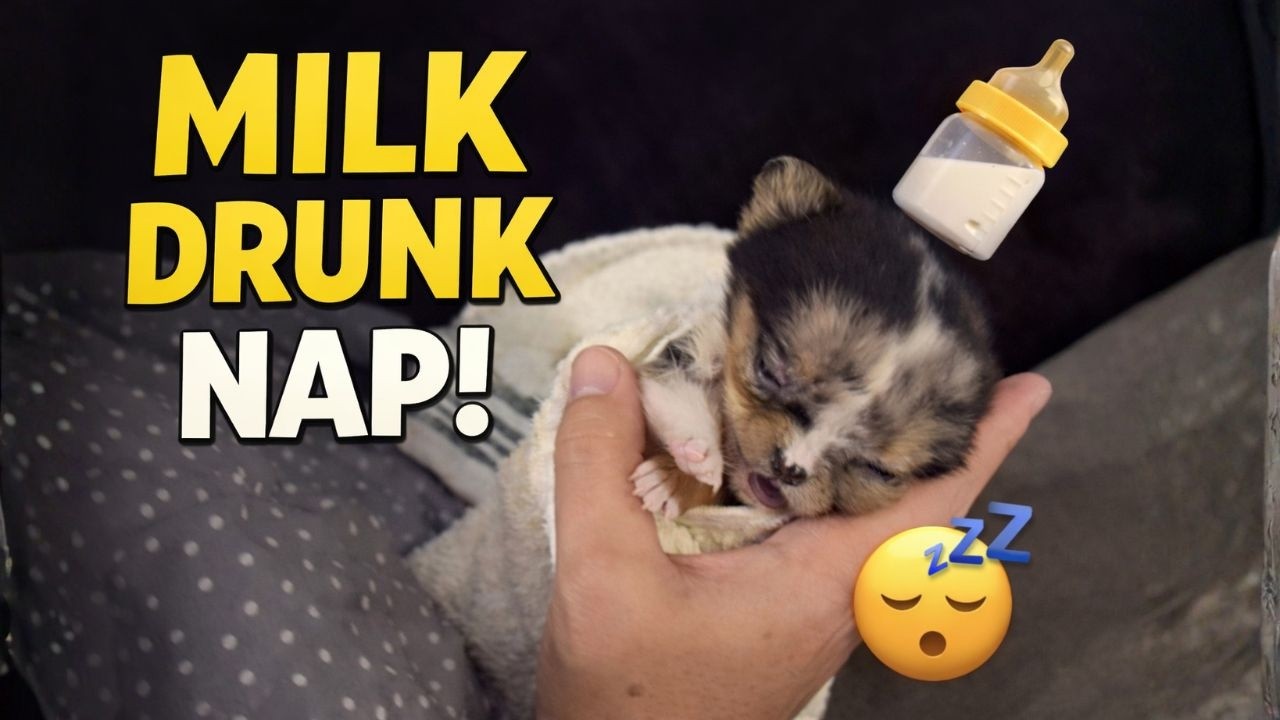 Tiny Puppy Gets Milk Drunk and Falls Into the Cutest Nap 🥹🐾Tilly ep2