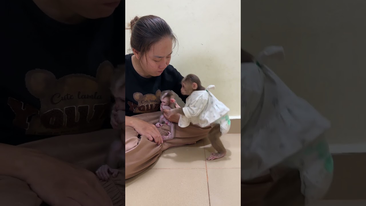 Little Baby Monkey Got Comfort By sis ChiChi&Mommy