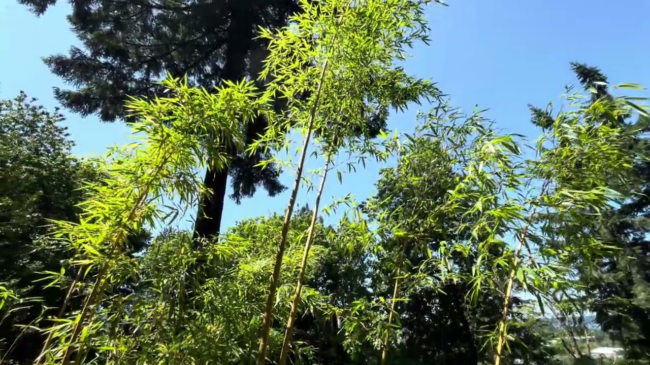 phyllostachys vivax aureocaulis timber bamboo Eastside Seattle