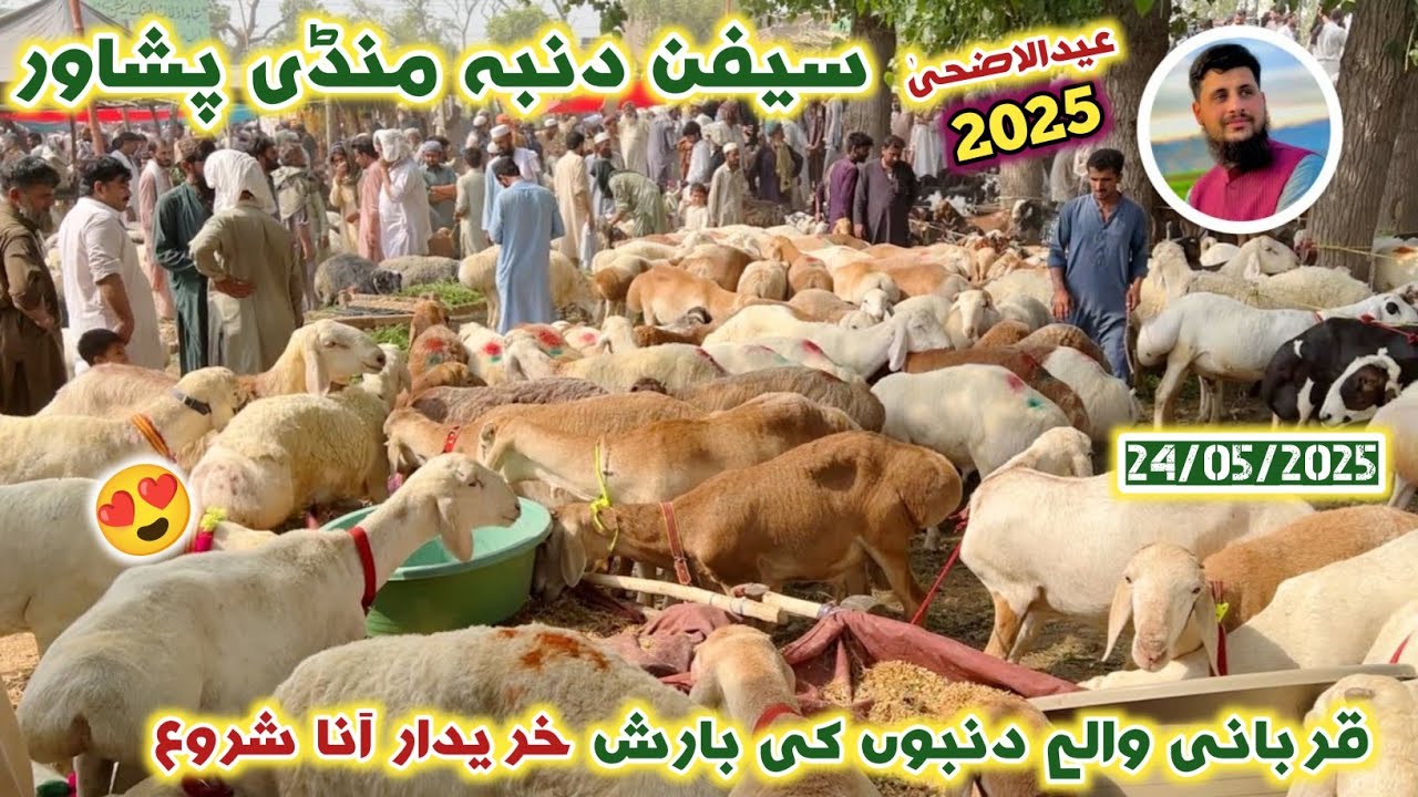 Saifan Dumba Mandi Peshawar 24/05/2025 | Balkhi Watani Qurbani Sheep Cheap Price | Izhar Ali Shah
