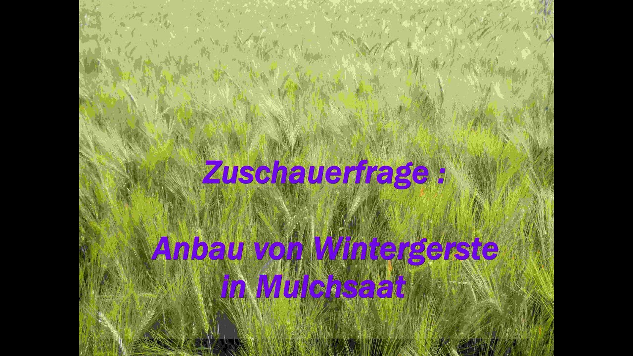 Zuschauerfrage :  Gerste in Mulchsaat