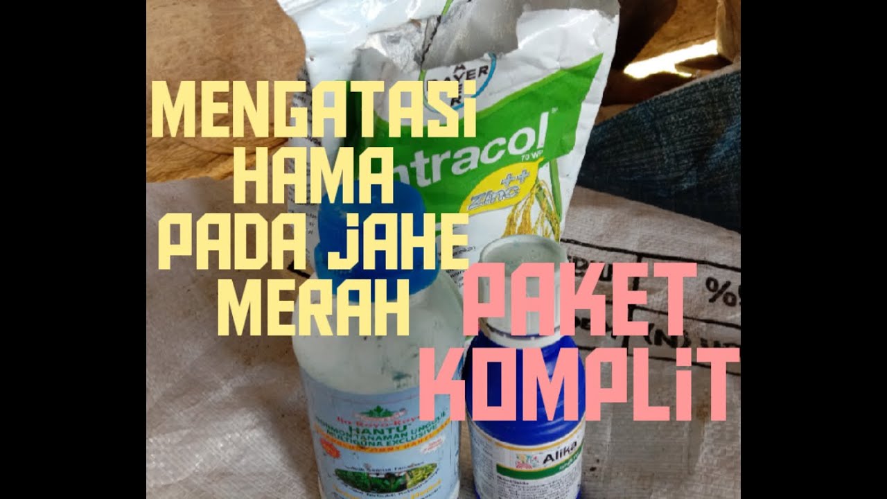 Mangatasi hama pada jahe merah