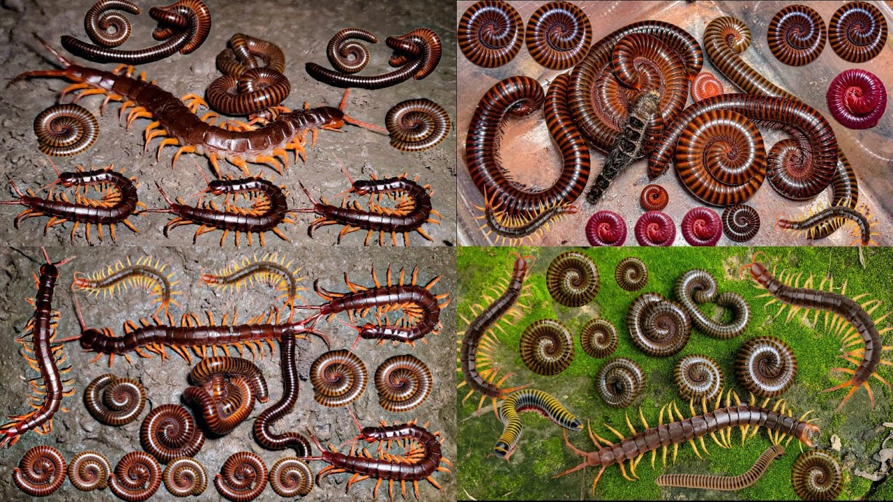 Looking Insects Met Millipede Centipede Cockroaches Spider Snake In Natural #animals #pet #wildlife 