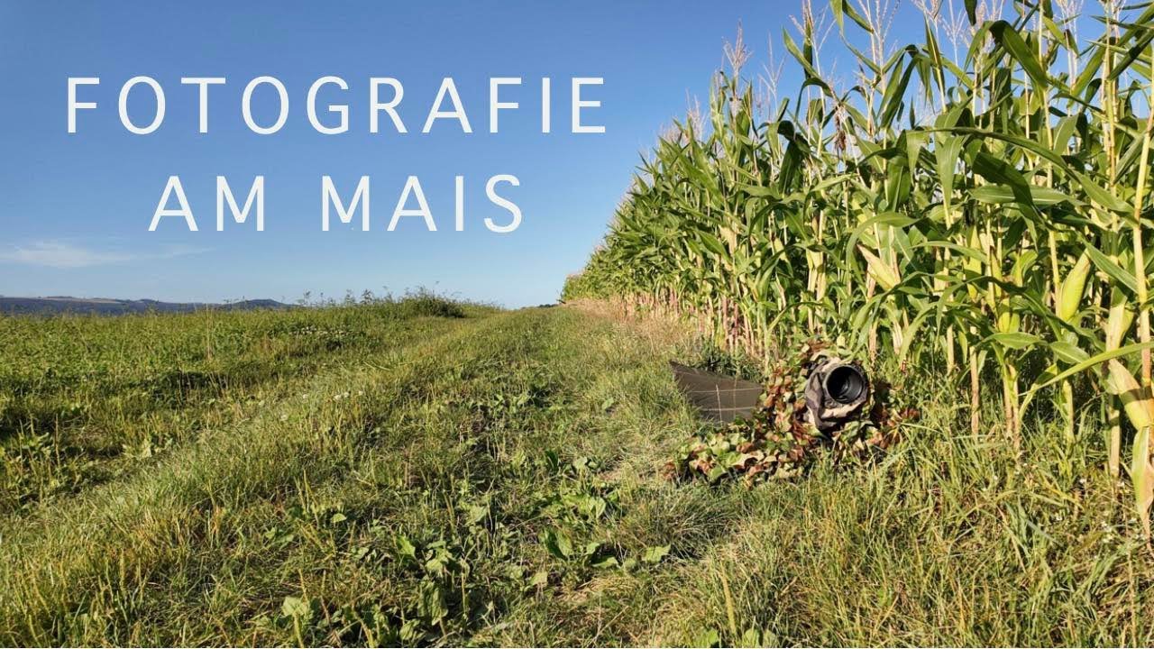 Tierfotografie am Mais
