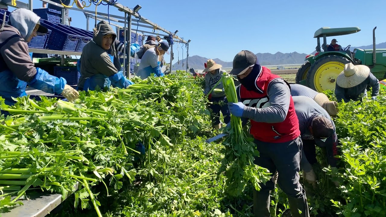 CONTRATADOS CON VISA H2A EN USA Cosecha de Apio en Oxnard Ca / AMAZING CELERY HARVEST 🥬
