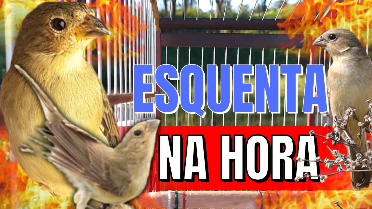 ESQUENTAR QUALQUER COLEIRO COM ESQUENTA COLEIRO PARA ESQUENTAR COLEIRO TUÍ TUÍ ESQUENTAR COLEIRO