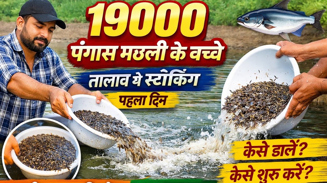 19000 Первое видео начала выращивания мальков пангасиуса!! pangaas machhali palan