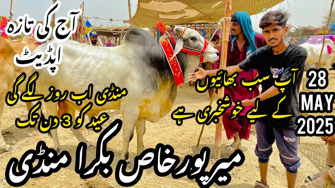 Mirpurkhas Cow Mandi Latest Update May 28 2025 || Alhamdulillah Soda Ho Gaya