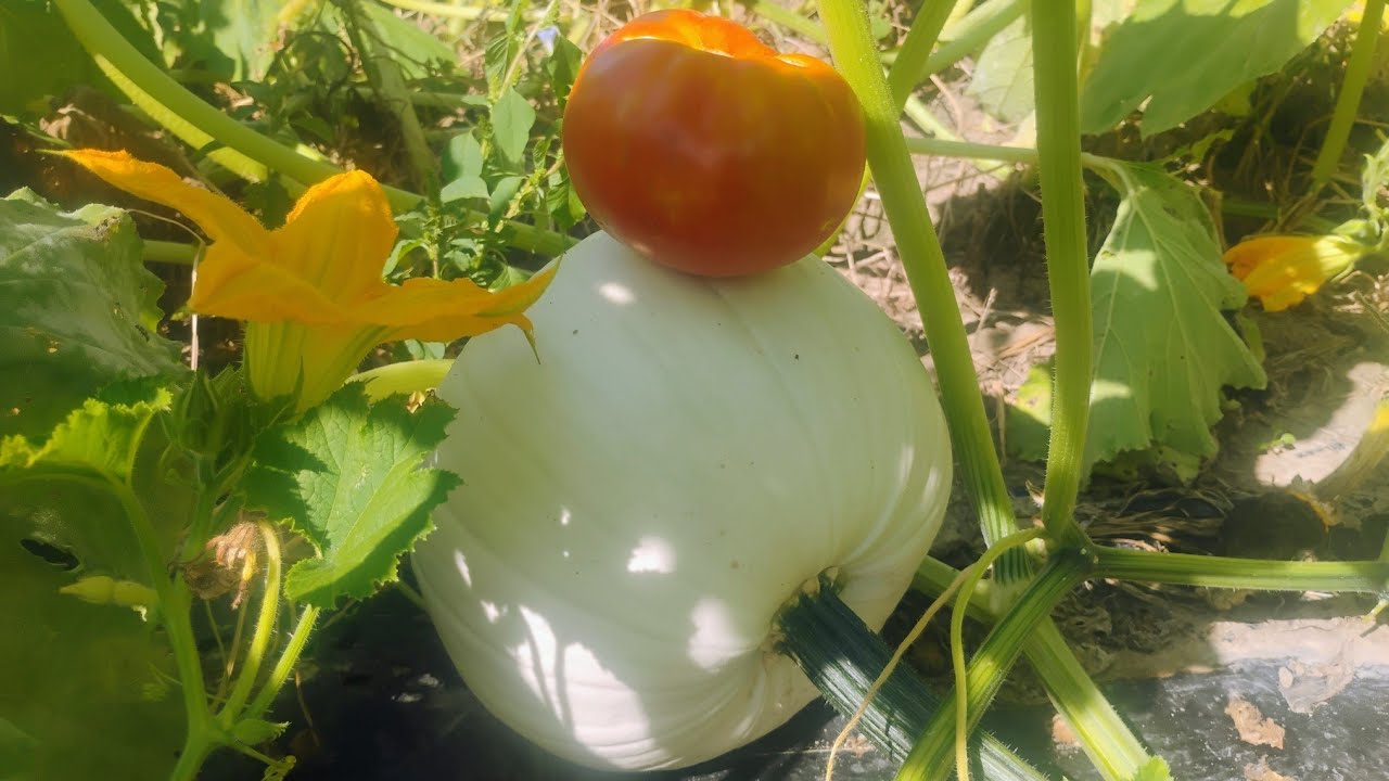 A Flip Flop Weather Year | Late Season Vegetable Update 