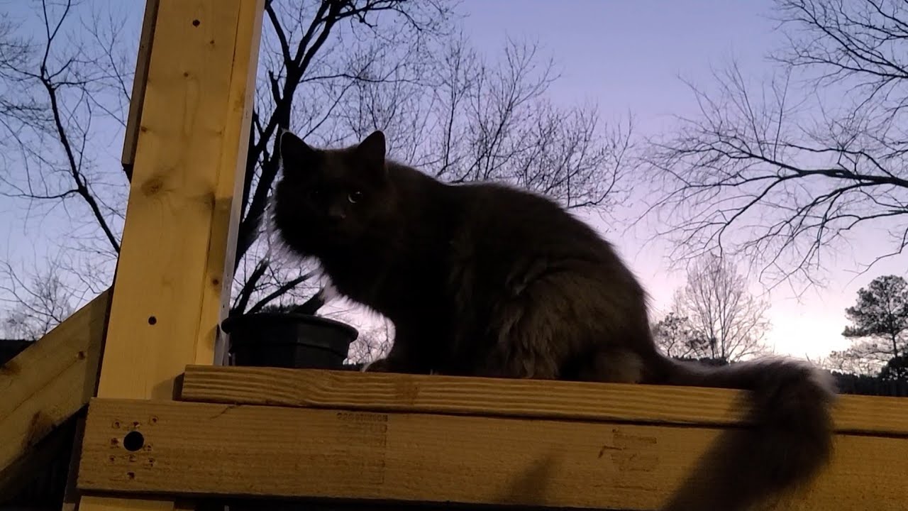 watch - A nice evening with the Cats outdoors into the sunset - A cat Love entertainment video 