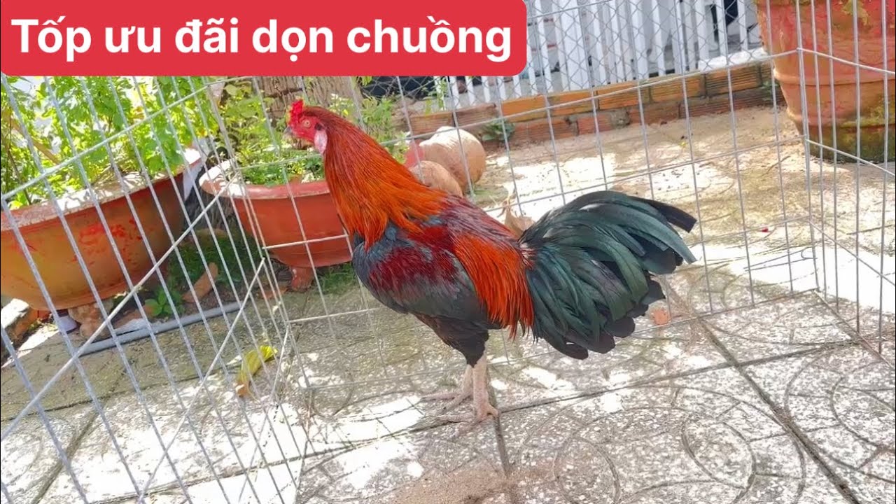 Trại gà nam phát kiên giang 2 tốp ưu đãi dọn chuồng nghĩ Tết ngày 5 tháng 2, 2026 0799.963.465