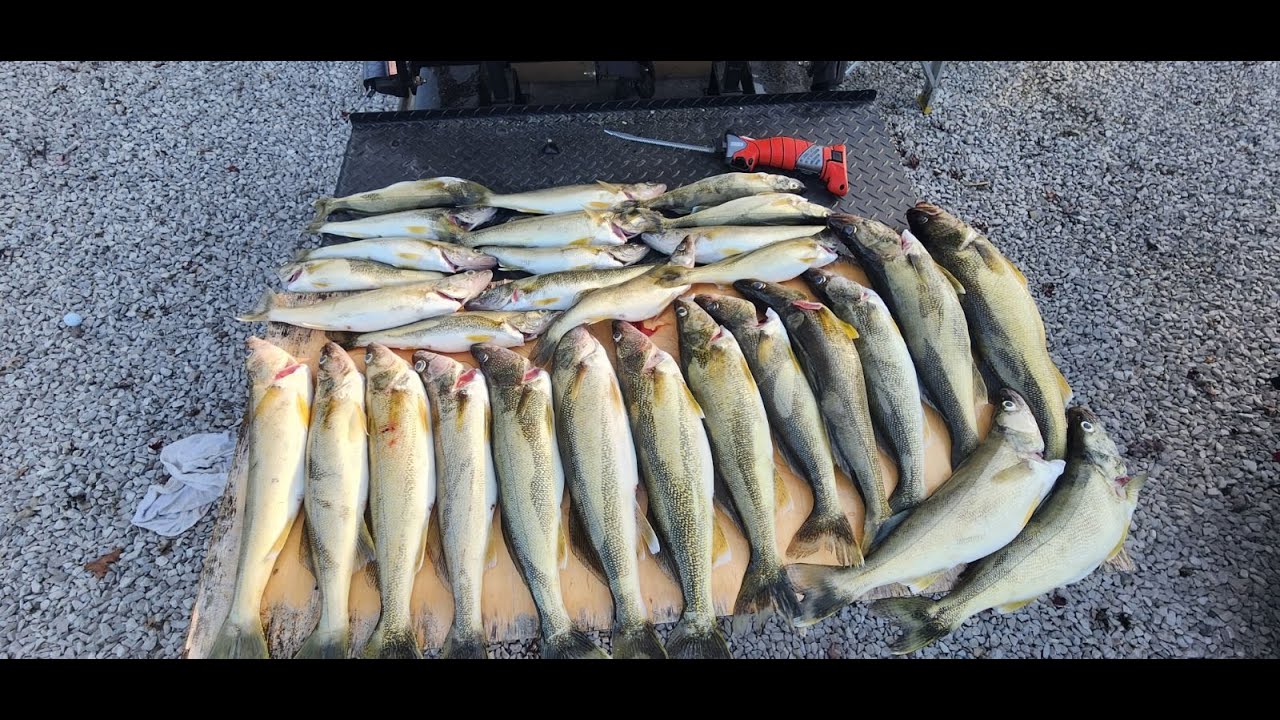 10-1-23 Walleye fishing on Lake Erie, limited out at 30!!