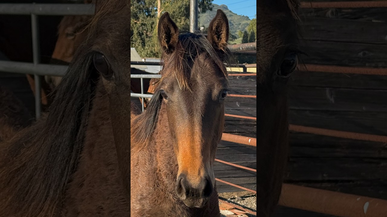 Halter Breaking   Z22   Day 1