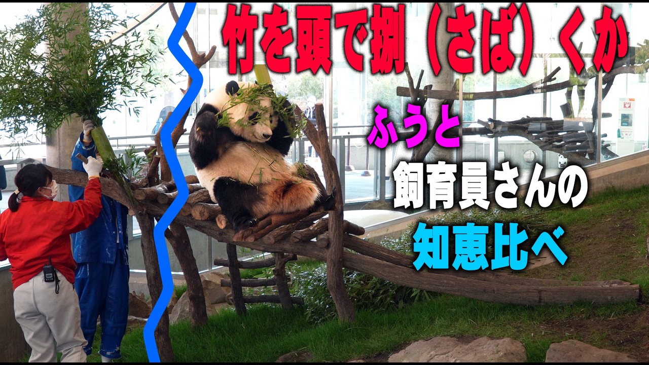 【昼寝で💩３ｋｇパンダ竹を頭でほぐす】子パンダ楓浜 竹飾り爆食い方法で観客超大爆笑