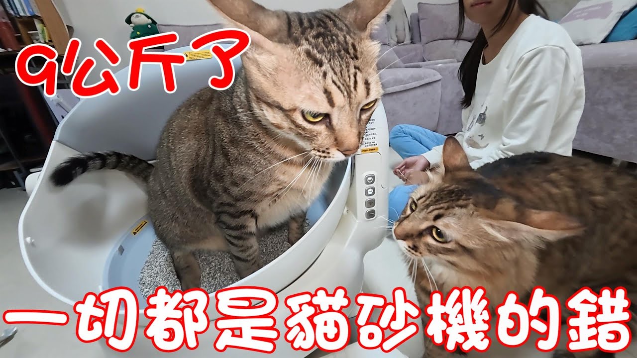 阿虎九公斤了！一定是貓砂機造成的？ ft.HAKE 黑咔 OpenAir智能貓砂機