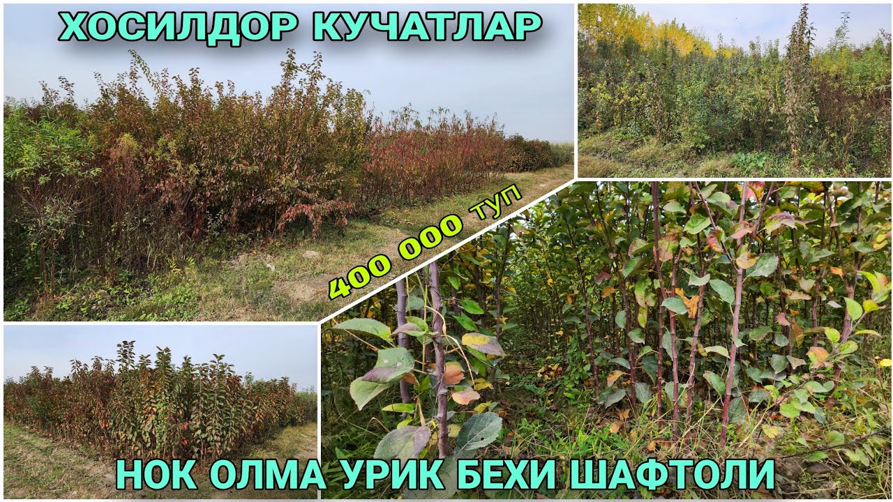 ХОСИЛДОР МЕВА КУ́ЧАТЛАРИ ОЛМА УРИК ШАФТОЛИ БЕХИ НОК КУЧАТЛАРИ 400 000 ТУП XOSILDOR MEVA KO'CHATLARI