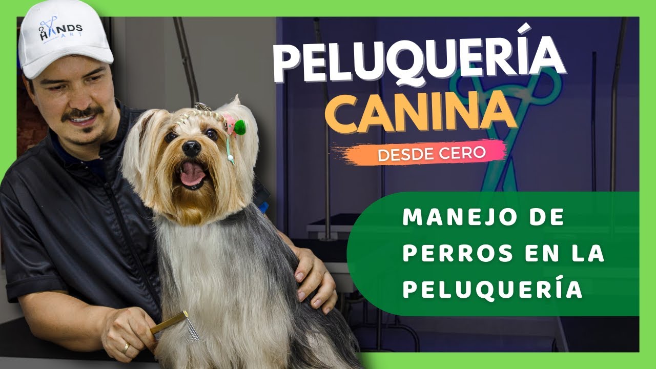 CURSO de PELUQUERÍA CANINA desde CERO (2021) 🔥 