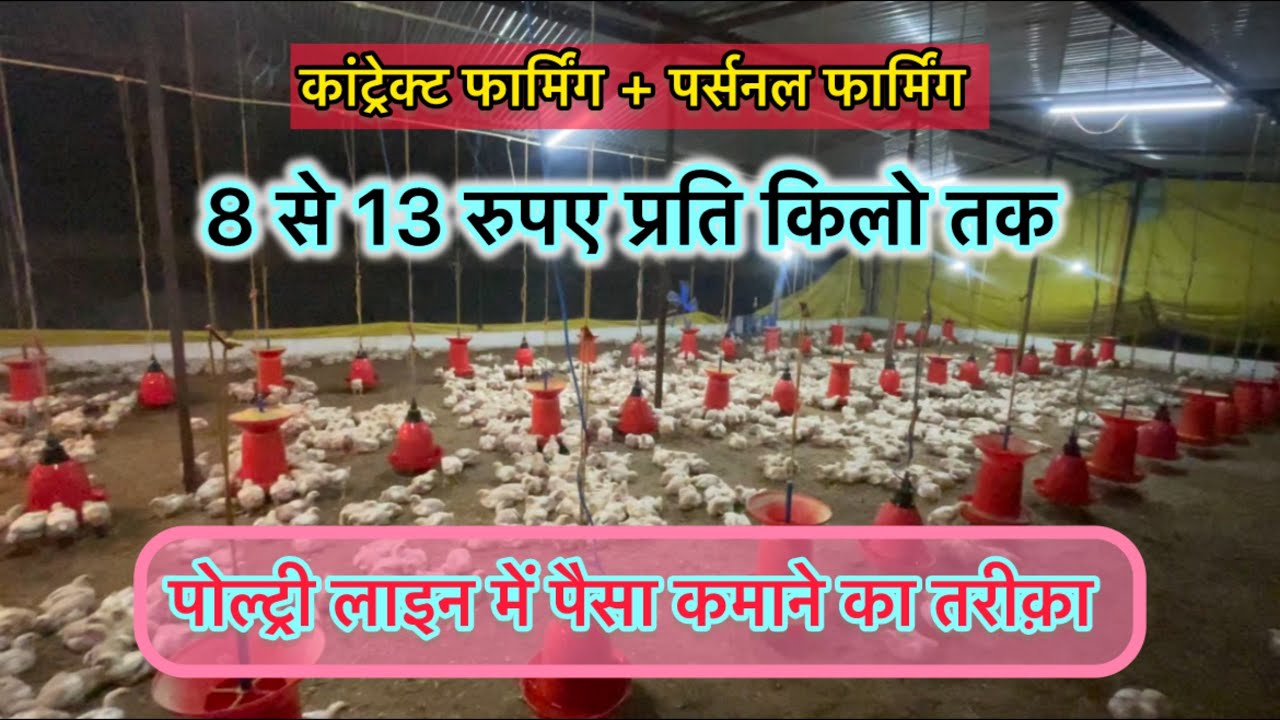 Poultry Farm vs Contract Poultry farm Business Plan | कमाए 1 लाख सिर्फ 40 दिनों में contract poultry