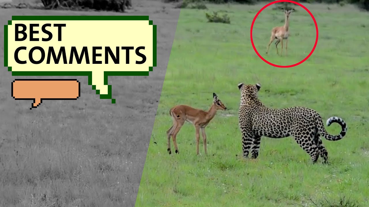 Eat or adopt? Leopard vs Impala top comments
