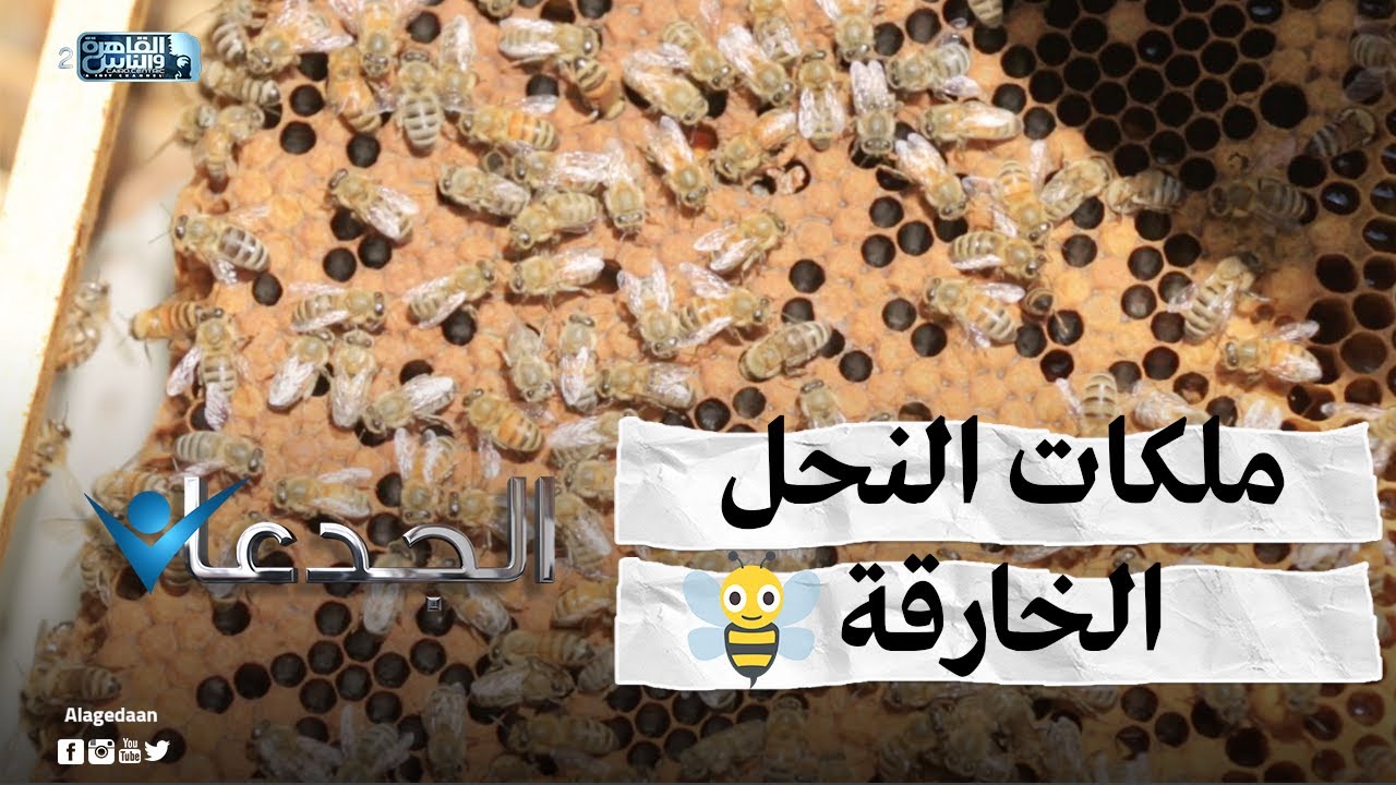 ملكات النحل الخارقة فى مصر لأول مرة .. وخلاياها بدورين
