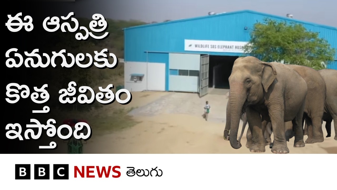 Elephant Hospital: ఆయుర్వేదం నుంచి లేజర్ ట్రీట్‌మెంట్ వరకూ ఈ ఏనుగులకు ఎలాంటి చికిత్సలు అందిస్తారంటే
