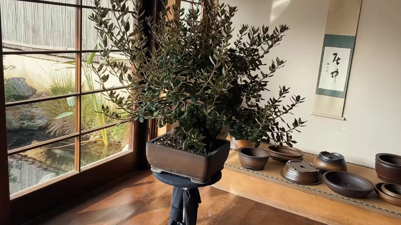 Bonsai work. Quercus ilex in my bonsai pot.