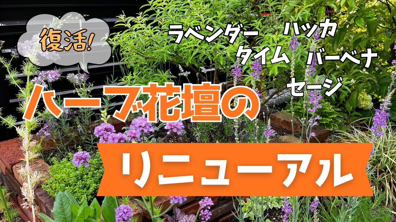 【ハーブ】復活！ハーブ花壇のリニューアル