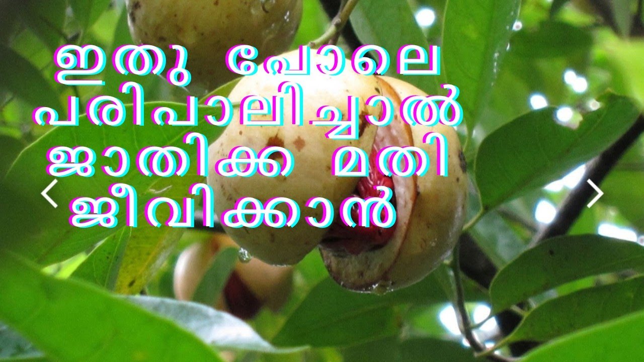 ഇതു പോലെ പരിപാലിച്ചാൽ ജാതിക്ക മതി ജീവിക്കാൻ # namukkumkrishicheyyam