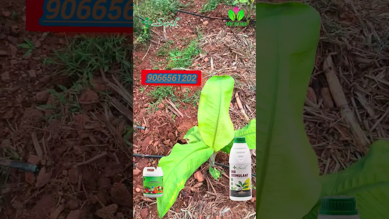 வாழைக்கன்றுகளில் சீரான வளர்ச்சி வேண்டும் என்றால் #microbi #drsoil #9066561202 #earthworm #farming