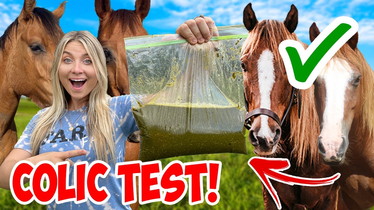 15 Equestrian Life Hacks THAT ACTUALLY WORK! | HORSE HACKS