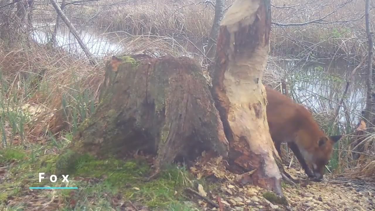 Life Around the Beavers in 2025 | Wildlife of Sculthorpe Moor