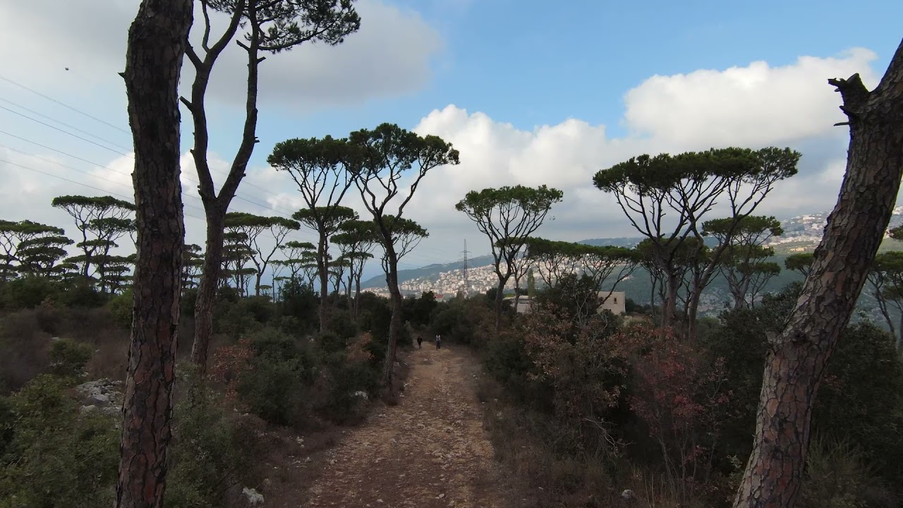 Forest Trip DJI PFV