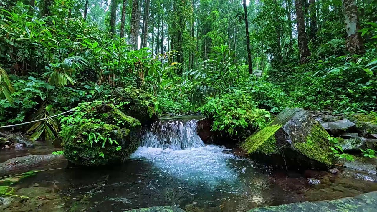 Calming water stream and gentle piano melodies for deep healing
