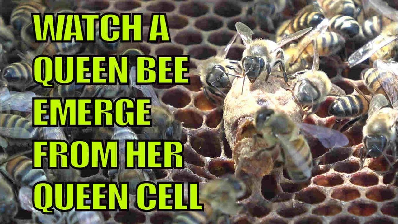 Beekeeping: Queen Bee Emerging from Queen Cell