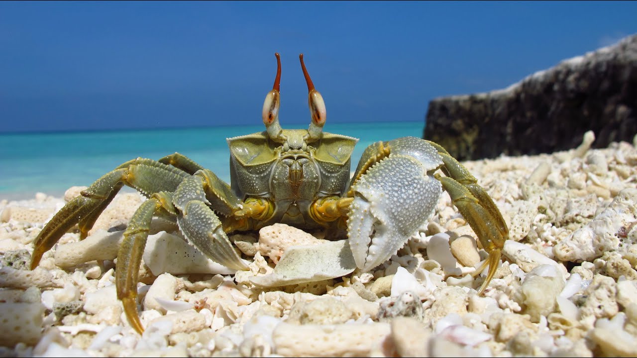 Alimatha, Vaavu atoll, Felidhoo