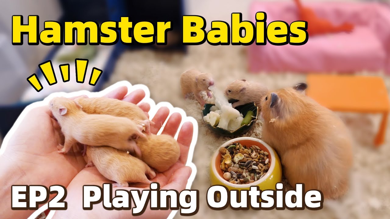 Первый раз на улице - младенцы хомяка, эпизод 2 /Pups' First Time Outside - Baby Hamsters Episode 2