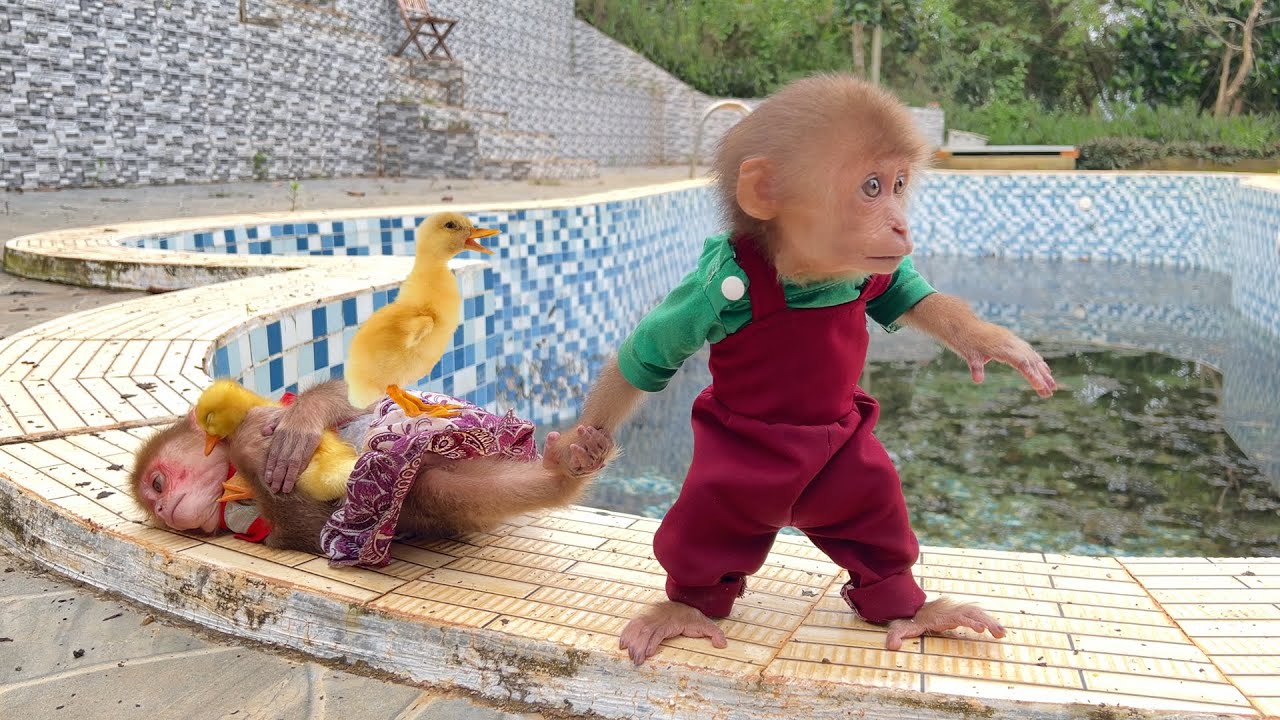 Monkey Bon Stops Moon from Saving the Duckling… for a Shocking Reason!